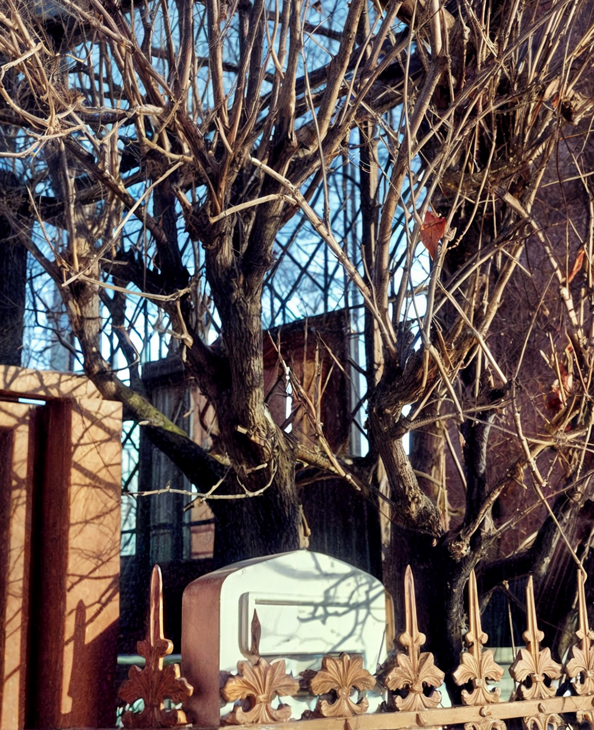 A quiet outdoor scene with a tree with bare branches in front of a rustic building.